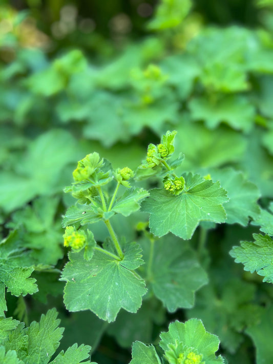 Die Bedeutung von Phytohormonen in Kräutern und ihre Wirkung auf den weiblichen Körper – mit den Kräutern aus den Femisan Tinkturen